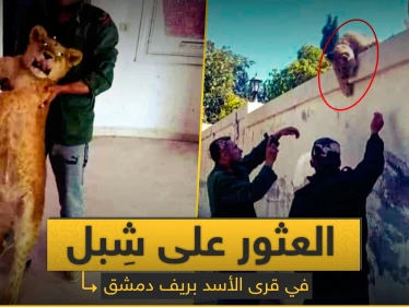 شبل أسد يتجول بدمشق.. ماذا حل به بعد تسليمه للشرطة (صورة)