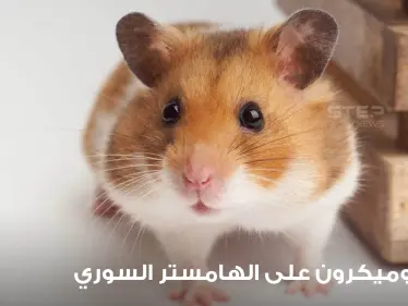 دراسة حديثة تكشف تأثير أوميكرون على الهامستر السوري.. وعلماء يبدون دهشتهم - وكالة ستيب نيوز