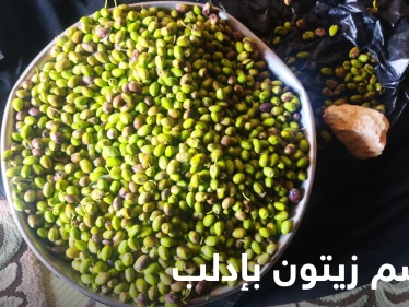 موسم زيتون إدلب.. ارتفاع خيالي في الأسعار لأسباب عدة يكشف عنها المزارعون (شاهد)