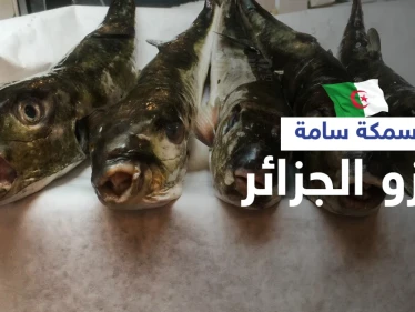 سمكة الأرنب السامة تغزو سواحل الجزائر والسلطات تحذر سم واحدة منها يقتل 100 شخص (صور)