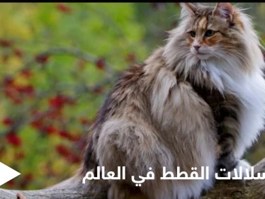 شاهد|| أذكى سلالات القطط في العالم وأندرها وأهم المواصفات التي تميزها