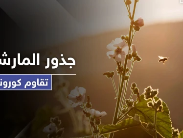 عشبة جذور المارشميلو تخفف من الأعراض الخطرة لفيروس كورونا.. تعرف إليها