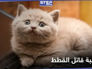 غضب في الكويت بعد قتل قطتين صغيرتين بطريقة مستفزة على يد مواطن ومطالبات بمحاسبته - وكالة ستيب نيوز