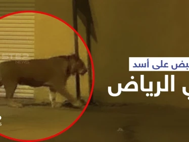 بالفيديو|| القبض على أسد في الرياض أثار الذعر داخل إحدى الأحياء السكنية