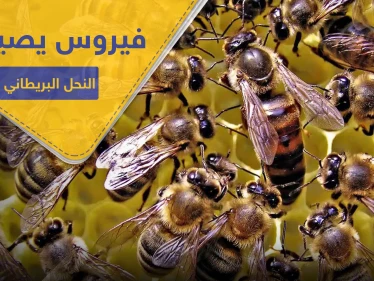 شلل النحل المزمن.. فيروس فتاك يصيب مستعمرات العسل بهذه البلاد