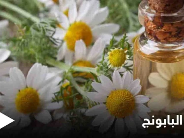 فوائد البابونج التي عليك معرفتها والمعتقدات الخاطئة عنه وإشاعة المغطس الشافي