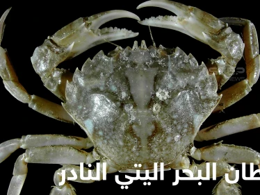 شاهد|| أغرب مخلوقات الأعماق.. سرطان البحر اليتي بأذرعه المخملية وسبب تسميته المطابقة للأساطير