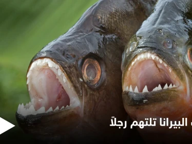 أسماك البيرانا الضارية تفترس صياداً هرب من النحل إلى البحيرة