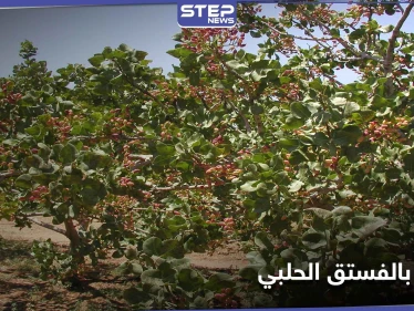 جندهم ضباط المخابرات لقطاف الفستق الحلبي.. مخلّفات الحرب تحصد الأرواح في ريف إدلب الجنوبي