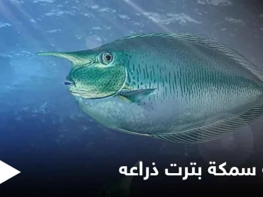 شاهد بالصور|| طاهٍ صيني يفقد ذراعه بسبب سمكة