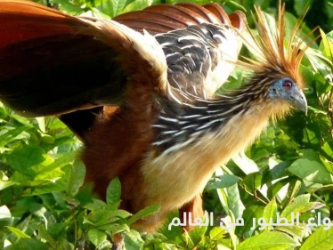شاهد|| أغرب أنواع الطيور حول العالم وطرق حياتها المدهشة
