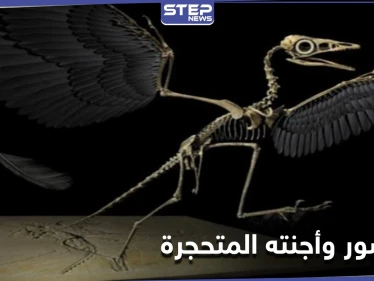 ديناصور وأجنته المتحجرة.. اكتشاف في صخور عمرها 70 مليون عام احتفل به العلماء