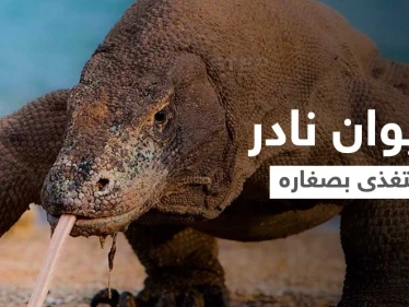 شاهد بالفيديو|| حيوان نادر مهدد بالانقراض لسانه متشعب وفمه مليء بالبكتيريا القاتلة... يأكل صغاره عندما يجوع