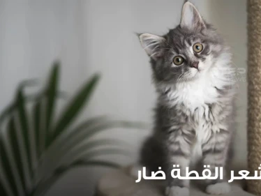 هل شعر القطط ضار؟ وكيف يمكن الحماية منه؟