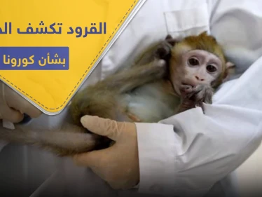مع اقتراب عدد المصابين من عتبة الـ6 مليون.. القرود تحمل بشرى سارة لمواجهة كورونا