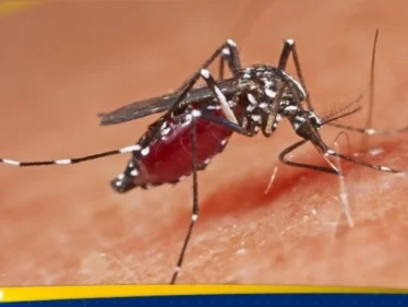 مجددا.. فيروس جديد يطل من الصين ينقله البعوض