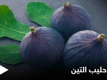ما هو حليب التين مما يتكون وفوائده الصحية الكثيرة إليك كل ما عليك معرفته عنه