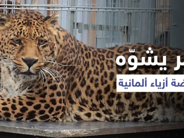 شاهد|| عارضة أزياء تتعرض لهجوم شرس من نمر خلال جلسة تصوير.. والسلطات الألمانية تفتح تحقيقاً