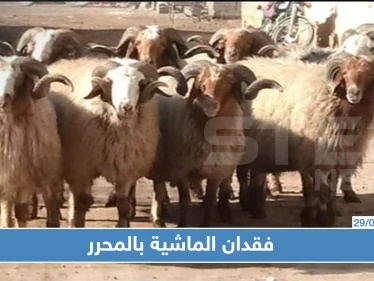 فقدان الماشية بالمناطق المحررة بسبب هيئة تحرير الشام؟