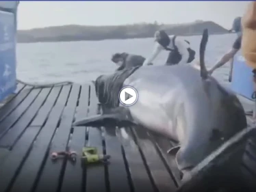 علماء بريطانيون يتمكنون من اصطياد ملكة المحيط ووضع جهاز تعقب عليها (فيديو)
