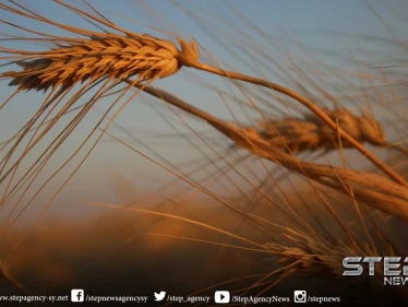 ملخص أحداث سوريا – الخميس 15 -11- 2018
