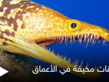 شاهد||أغرب المخلوقات المخيفة في أعماق البحار.. من بينها سمكة الشبح بأعينها المتوهجة