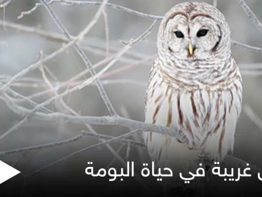 تعيش في نظام العائلة ولا يهجرها أطفالها.. حقائق غريبة في حياة البومة بطلة الحكايات الخيالية