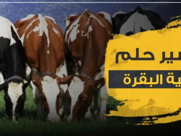  تفسير رؤية أضحية البقرة بالمنام وكذلك قطيع من الأبقار لجميع أفراد الأسرة