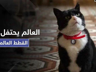 في يوم القطط العالمي.. قط الخارجية البريطانية يستقيل من منصبه والأخيرة توضح الأسباب
