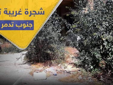 بالصور|| ظهور شجرة غريبة لأول مرة في سوريا.. وتحذيرات من خطرها القاتل