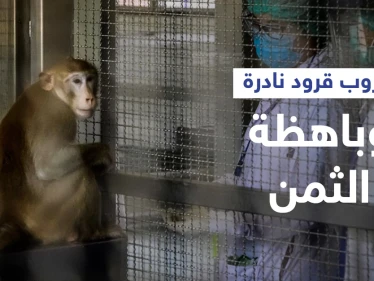 هروب قرود نادرة تُستخدم لأبحاث كورونا بعد حادث سير في ولاية أمريكية والشرطة تتدخل