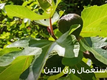 كيفية استخدام أوراق التين وماهي فوائده