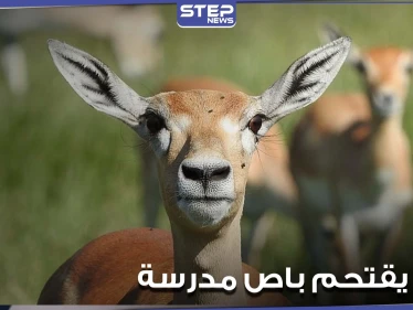 بالفيديو|| غزال يصطدم بباص مدرسة ويخترق الزجاج الأمامي في ولاية فيرجينيا الأمريكية ونجاة طالب نائم