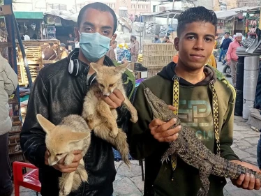 مصر.. السلطات الأمنية تضبط حيوانات نادرة في "سوق الجمعة" بالقاهرة