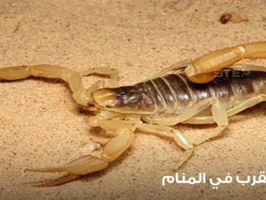 رؤية العقرب في المنام وتفسير لدغته ودلالاتها على الخير والشر