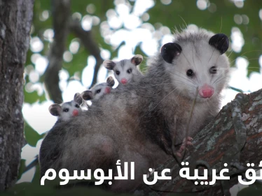 يحمل أطفاله في جرابه كالكنغر.. حقائق غريبة في حياة الأبوسوم