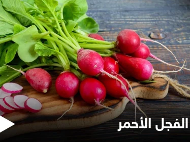 يمتلك تأثيراً سحرياً على صحة القلب والأوعية.. الفجل الأحمر خواص صحية كثيرة تعرف عليها