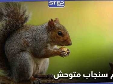 سنجاب متوحش يهاجم امرأة تاركاً إياها غارقةً في الدماء بين الجليد