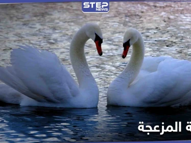 البجعة المزعجة تطرق الباب لثلاث ساعات.. وجار البحيرة أصابه اليأس (فيديو)