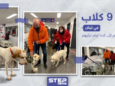 إنقاذ 9 كلاب في لبنان و تأمين سفرهم إلى كندا ليتم تبنّيهم