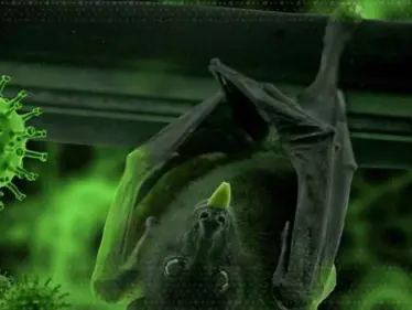 عودة فيروس نيباه القاتل إلى الهند.. مرض بلا لقاح ونسبة وفيات مرتفعة - وكالة ستيب نيوز