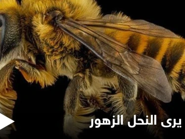 شاهد|| كيف يرى النحل الزهور بالأشعة فوق البنفسجية ويرسم خارطة طريقه وقدرة الـ (GPS) الفائقة لديه