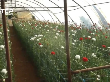 مشاتل الورود في إدلب مستمرة رغم التحديات والصعوبات التي تواجهها