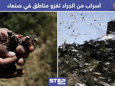 أسراب من الجراد تغزو مناطق صنعاء في اليمن