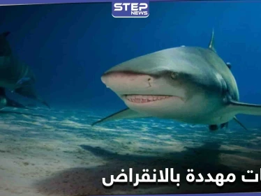 أسماك قرش الحوت المهدد بالانقراض تفاجئ العلماء بسرعة شفائها من الإصابات ودراسة تكشف السبب