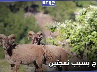 خاص|| نعجتان ودجاجتان تسببان احتجاجاً لدى زوجات قتلى الميليشيات الإيرانية بـ ديرالزور.. ما قصة العطية؟