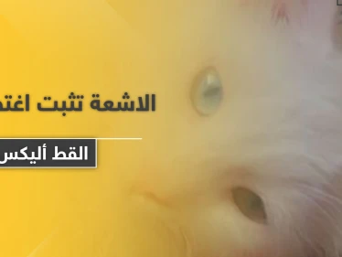 الأشعة تثبت اغتصاب "القط أليكس".. ومسن يلقى حتفه بعد محاولته الاعتداء على حمار