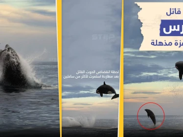 صور التقطها مصور الحياة البحرية "كريستوفر سوان" خلال رحلة استكشافية قبالة ساحل ولاية باها كاليفورنيا المكسيكية