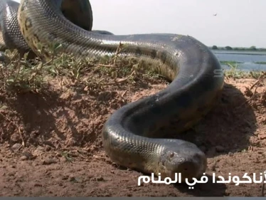 رؤية الأناكوندا في المنام وألوانه ولدغاته ودلالاته عند المعبرين