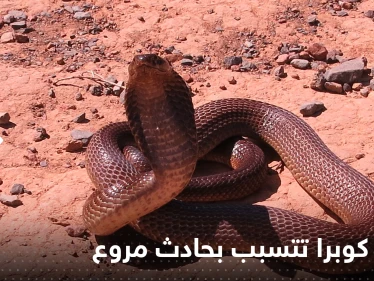 شاهد|| ما فعلته أفعى كوبرا بعدة سيارات في ليبيا